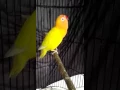 Download Lagu LOvebird Latah ngekek 20 detik