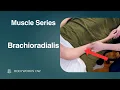 Brachioradialis Anatomy Palpation for Elbow Wrist Pain Myofascial Release Massage Tutorial