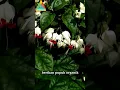 Download Lagu cara merawat tanaman nona makan sirih-bleeding heart vine #shorts
