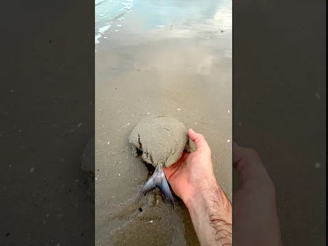 What Is This Fish Hiding in the Sand?! 😳