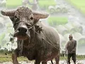 เพลง " ต้นวรเชษฐ์ "