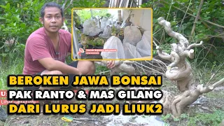 bonsai pak ranto and mas gilang welcome back to javanese bonsai waru sancang asem ulir education