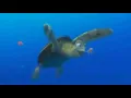 Finding Nemo Fin Noggin Dude