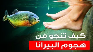 الطريقة الوحيدة للهروب إن حاصرتك أسماك البيرانا 