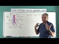 Urinary System - Part 1 Introduction to Urinary Structures