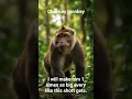 Download Lagu it's my chunky monkey #DreamScreenAI