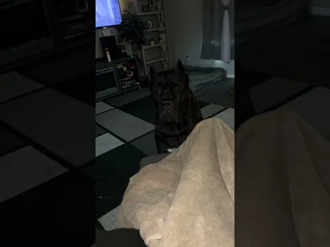 Ghost gets jealous of Gucci taking His Spot #canecorso #dreeandghost #bigdogs #puppy