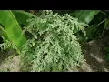 Chakravarthi Aaku Chenopodium Bathua