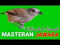 Download Lagu Masteran Pelanduk semak super jernih