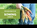 How to sow carrots