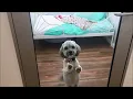 Luxury Dog Boarding