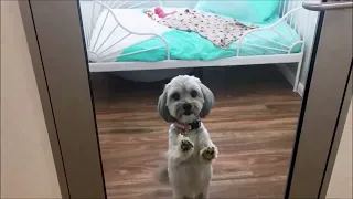 Luxury Dog Boarding