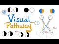 Visual Pathway its defects - Optic nerve