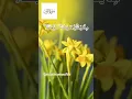 Download Lagu Surah Zumar Ayat 04 #shorts #quran #mukhtar Al haaj