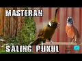 Download Lagu 🔴MASTERAN SPESIAL PUKULAN CILILIN VS TEPUS KEPALA ABU GACOR DIJAMIN MASUK DI MURAI BATU ANDA