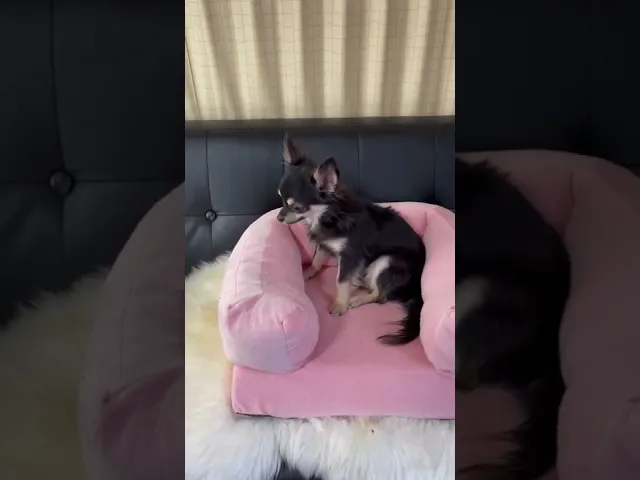 動画