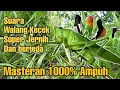 Download Lagu Masteran 1000% ampuh | suara walang kecek super jernih dan berjeda