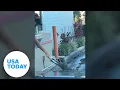 Raccoon orders a donut from the Dunkin drive-thru window USA TODAY