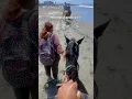 Download Lagu POV: Nieuw hoofdstuk ontgrendeld 🌊🐎✨