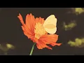 Download Lagu Somebody That I Used to Know - Gotye (Slowed + Reverb)