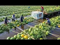 Download Lagu 99+ Record Breaking Harvests 💥 You Won't Believe How They’are Picking This Much Food