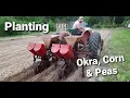 Planting Corn Okra Peas with 69 Massey Ferguson 135 70 s Covington Speedmaster Duplex Planters