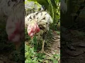 Download Lagu beautiful chicken likes to eat rice🍚🐔😍#chicken #lucu #ayamwarnawarni #viralvideo #shorts @pengikut