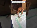 Download Lagu The police officer rescued a small deer that was lying in the road