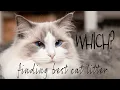 Which cat litter is the best Ragdolls Pixie and Bluebell