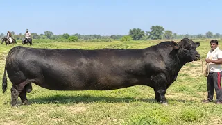 दुनिया के 4 सबसे अजीब जानवर, देखकर यकीन नहीं होगा | 4 Rare Animals That Look Like Science Fiction!