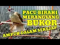 Download Lagu PANCINGAN KAPAS TEMBAK SUARA MERANGSANG AGAR BUKA EKOR GACOR MP3