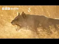 Lion Pride Fights to Stay Alive Big Cats BBC Earth