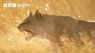 Lion Pride Fights to Stay Alive Big Cats BBC Earth