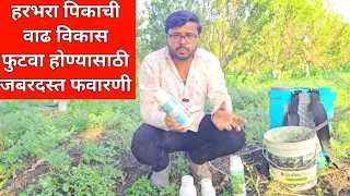 हरभरा पिकाचे फवारणी व्यवस्थापन| हरभरा पिकात जबरदस्त उत्पन्न मिळण्यासाठी फवारणी| #viralvideo
