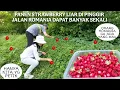 Download Lagu PANEN STRAWBERRY LIAR DI PINGGIR JALAN ROMANIA DAPAT BANYAK SEKALI || SUAMI BULE KESENENGAN PETIK