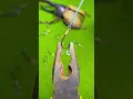 Download Lagu Do You want this Fishing Hook #fishing #fish #shorts #trending #trendingshorts #trendingvideo