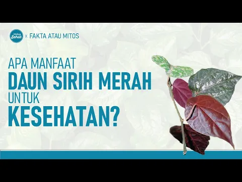 Daun Sirih Merah, Apa Saja Manfaatnya Untuk Kesehatan?