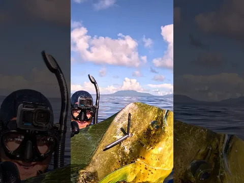 Giant Mahi Had Enough of Living 😳