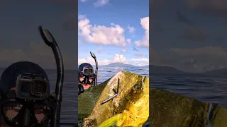 Giant Mahi Had Enough of Living 😳