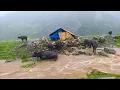Download Lagu Best Life in the Nepali Mountain Shepherd Life During the Rainy Day | Most Relaxing Life | Real Life