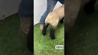       دندنها
