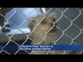 Adoption Fees Waived At Stockton Animal Shelter This Weekend