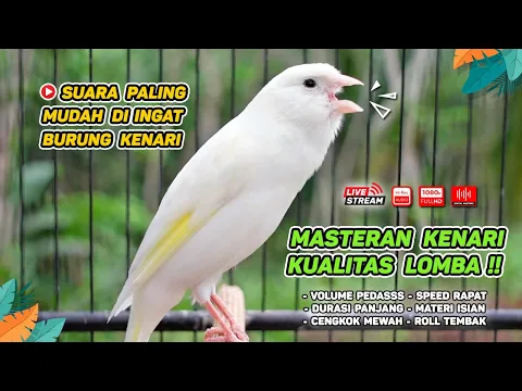 Download MP3 Kenari GACOR‼️ Masteran Burung Kenari PAUD dan Pancingan Kenari MACET BUNYI ( EPISODE 1491}