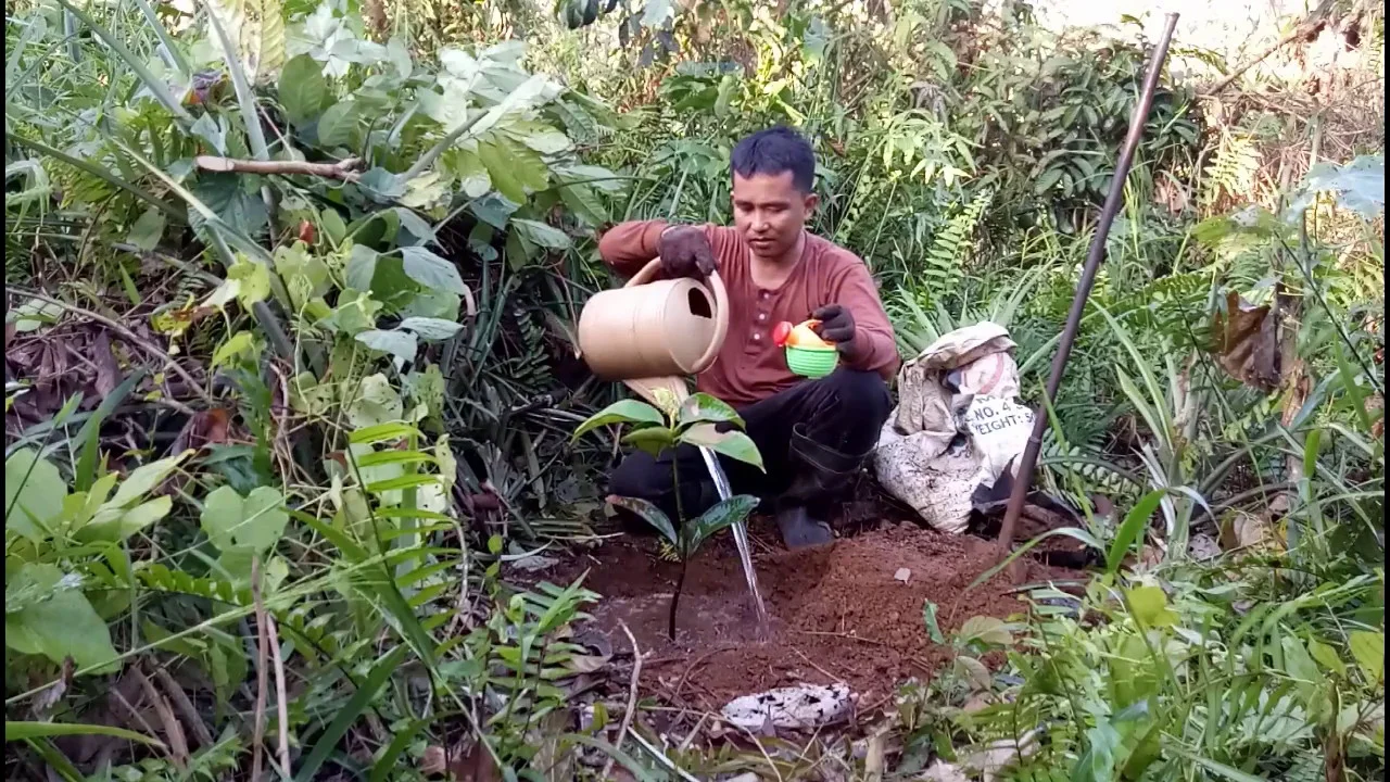 I am your garden friend, Today video I will show Mangosteen Germination from Seeds-How to Grow Mango. 