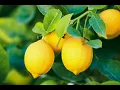 Download Lagu Fools garden - Lemon tree full song  No copyright