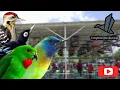 Download Lagu Masteran tembak roll burung kecil Kinoi Srindit Rambatan Pelatuk Sampit