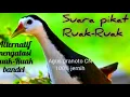 SUARA PIKAT RUAK-RUAK ALTERNATIF UNTUK YANG BANDEL