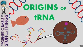 The discovery of tRNA a fundamental of protein synthesis