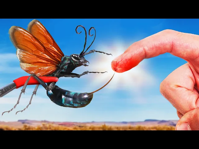 Video: Worst Sting of My Life? Tarantula Hawk Wasp Sting!