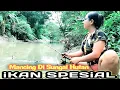 Download Lagu Mancing di sungai besar HUTAN alam pedesaan dapat ikan Air Tawar SPESIAL